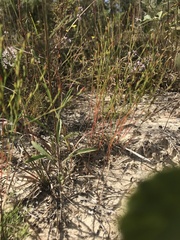 Hypericum gentianoides