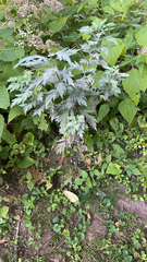 Artemisia vulgaris