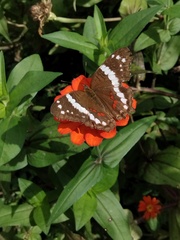 Anartia fatima