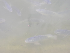 Oreochromis