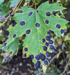 Rhytisma americanum