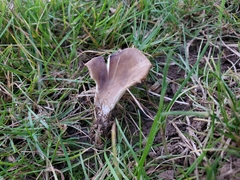 Hohenbuehelia tremula