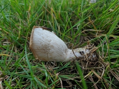Hohenbuehelia tremula