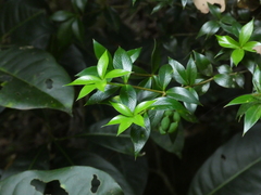 Alyxia oblongata