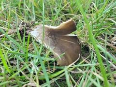 Hohenbuehelia tremula