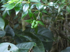 Alyxia oblongata