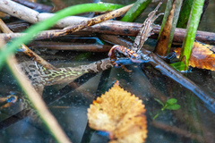 Nerodia fasciata confluens