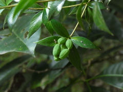 Alyxia oblongata