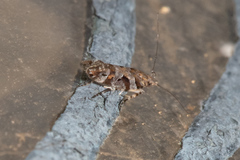 Aristotelia roseosuffusella