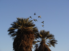 Trithrinax campestris