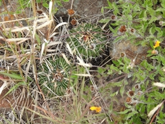 Echinofossulocactus crispatus