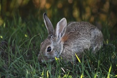 Sylvilagus nuttallii