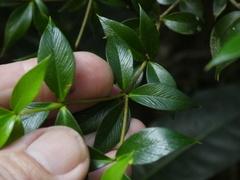 Alyxia oblongata