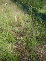 Polypogon monspeliensis