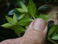 Alyxia oblongata