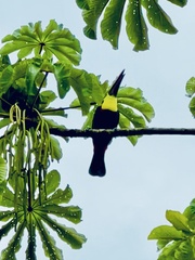 Ramphastos ambiguus