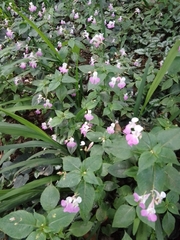 Impatiens balfourii