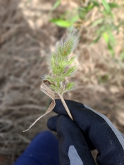 Polypogon monspeliensis