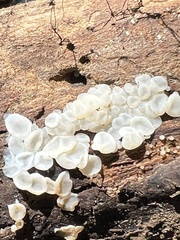 Ductifera pululahuana