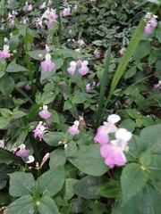 Impatiens balfourii