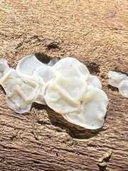 Ductifera pululahuana