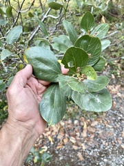 Ceanothus velutinus velutinus