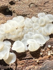 Ductifera pululahuana