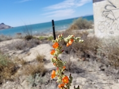 Sphaeralcea coulteri