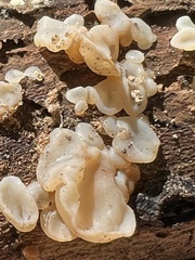 Ductifera pululahuana