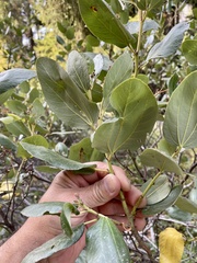 Ceanothus velutinus velutinus