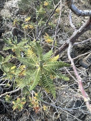 Chamaebatiaria millefolium