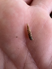 Brachypodella riisei