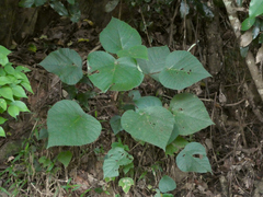 Dendrocnide moroides