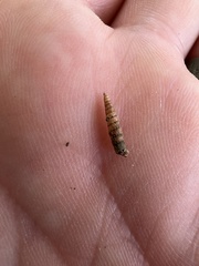 Brachypodella riisei
