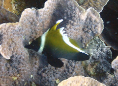 Heniochus varius