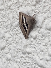 Grammodes geometrica
