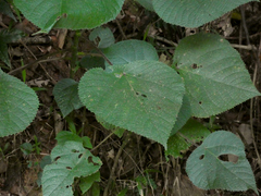 Dendrocnide moroides