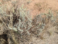 Artemisia alba