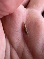 Brachypodella riisei