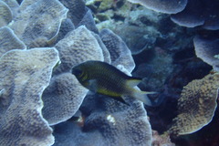 Amblyglyphidodon leucogaster