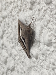 Grammodes geometrica