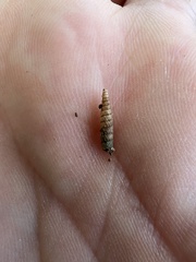 Brachypodella riisei