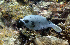 Arothron nigropunctatus