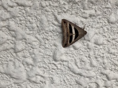Grammodes geometrica