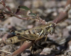 Melanoplus lakinus