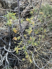 Chamaebatiaria millefolium