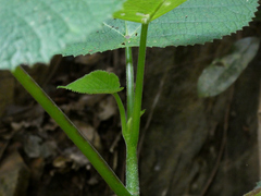 Dendrocnide moroides