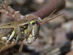 Melanoplus lakinus