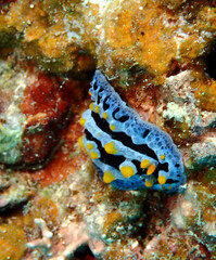 Phyllidia coelestis