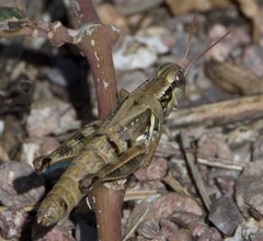 Melanoplus lakinus